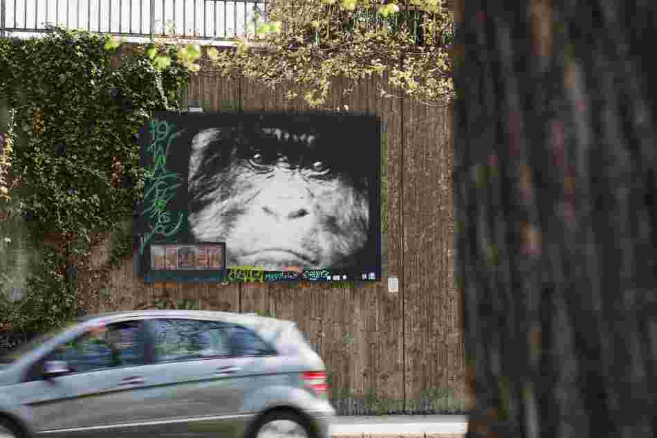 Ein rechteckiges Wandbild an einer Mauer am Straßenrand zeigt das Gesicht eines Menschenaffen aus nächster Nähe. Es ist ein Schwarzweißfoto, das von einem schwarzen Rahmen umgeben ist. Unten links im Bild ist eine elektrische Uhr. Darüber ist ein grünes Graffiti. Vor dem Wandbild fährt ein Auto die Straße entlang.