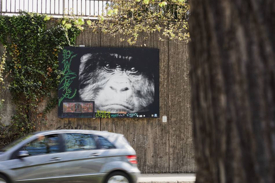 Ein rechteckiges Wandbild an einer Mauer am Straßenrand zeigt das Gesicht eines Menschenaffen aus nächster Nähe. Es ist ein Schwarzweißfoto, das von einem schwarzen Rahmen umgeben ist. Unten links im Bild ist eine elektrische Uhr. Darüber ist ein grünes Graffiti. Vor dem Wandbild fährt ein Auto die Straße entlang.