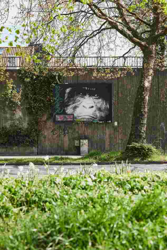 Ein rechteckiges Wandbild an einer Mauer am Straßenrand zeigt das Gesicht eines Menschenaffen aus nächster Nähe. Es ist ein Schwarzweißfoto, das von einem schwarzen Rahmen umgeben ist. Unten links im Bild ist eine elektrische Uhr. Darüber ist ein grünes Graffiti.